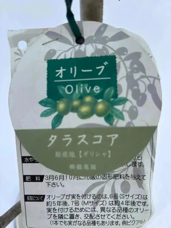 IMG_5410_720x.jpg?v=1767923766