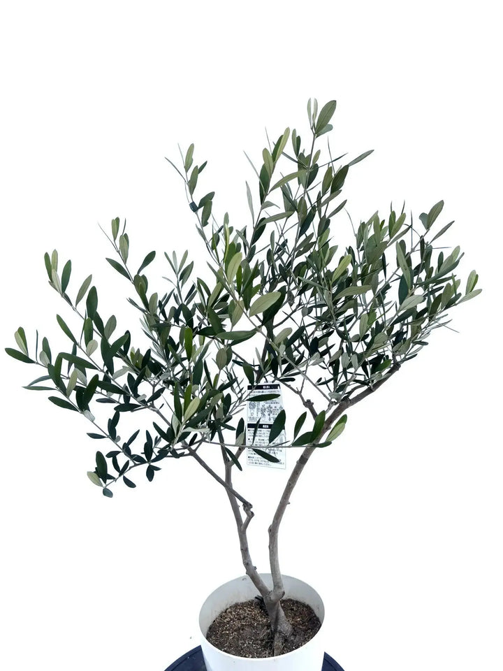 ミッション Sサイズ 約100cm NO.10480 オリーブの木 - 株式会社鶴亀園