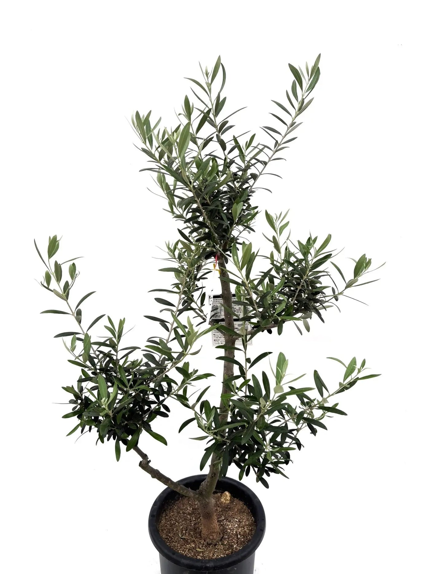 人気・初心者向き・開帳型】ネバディロブランコ（オリーブの木