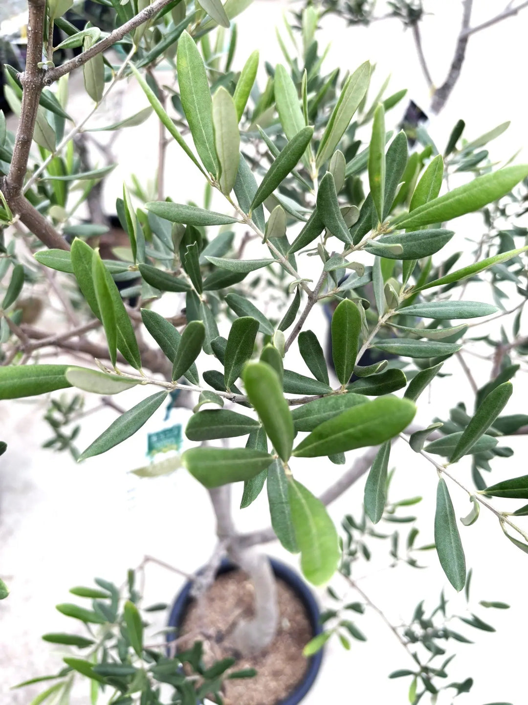 希少】タラスコア（オリーブの木）〈観葉植物〉｜約160cm｜Lサイズ｜K