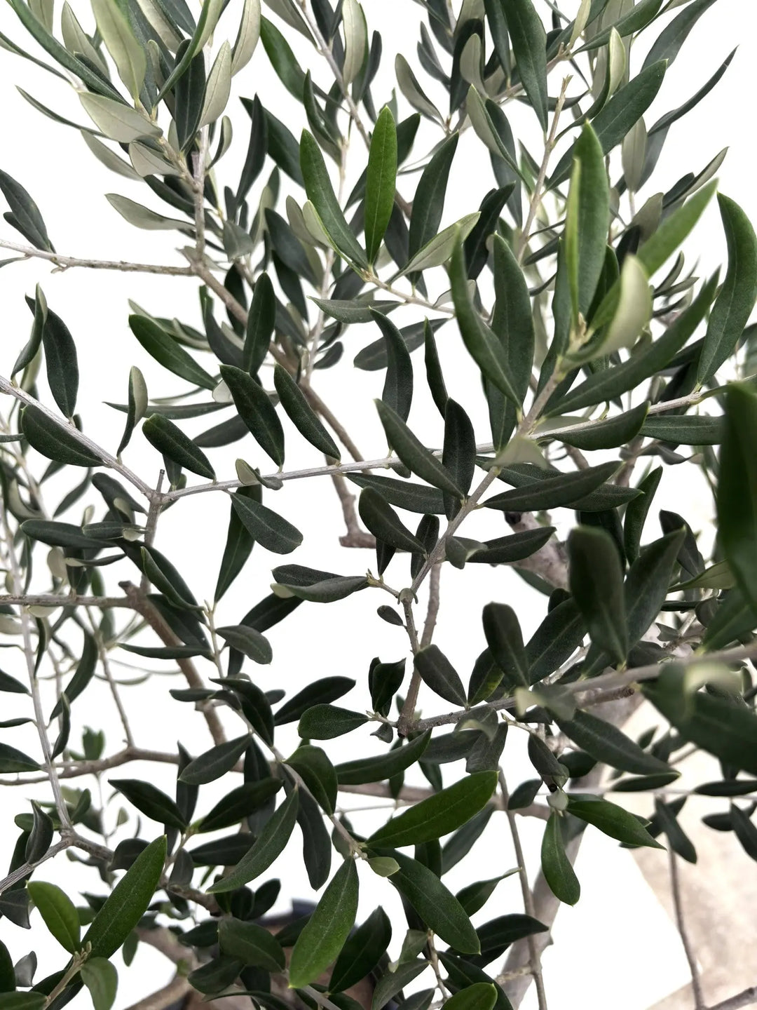 ハーディーズマンモス Lサイズ 約150cm K-78 オリーブの木 希少品種