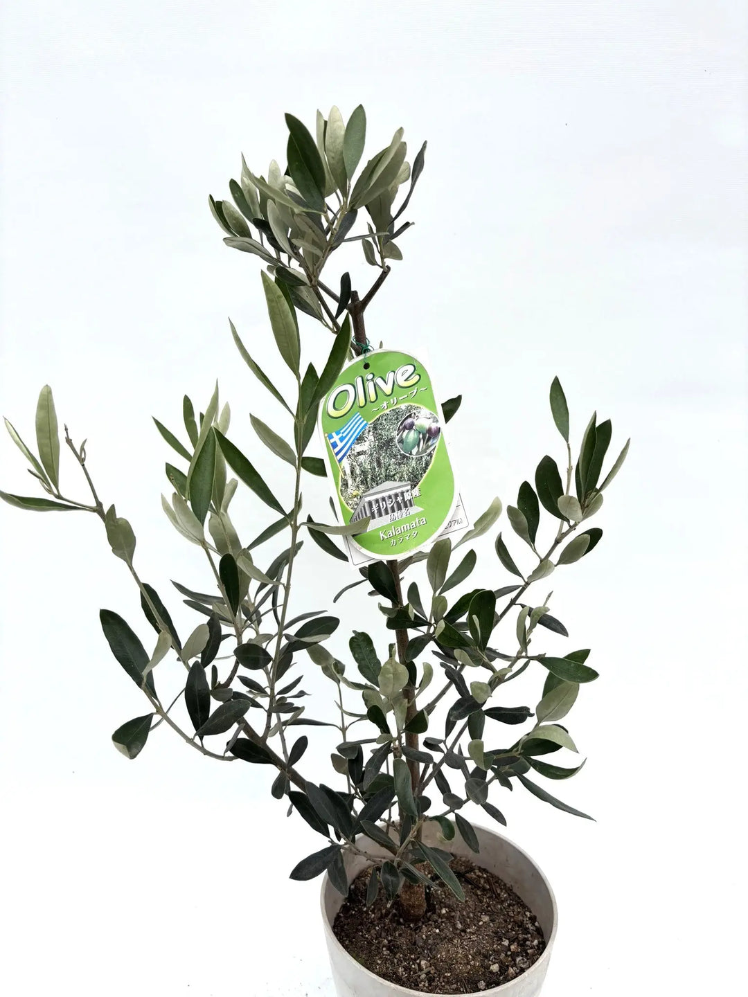 IMG_6337_1080x.jpg?v=1749430179