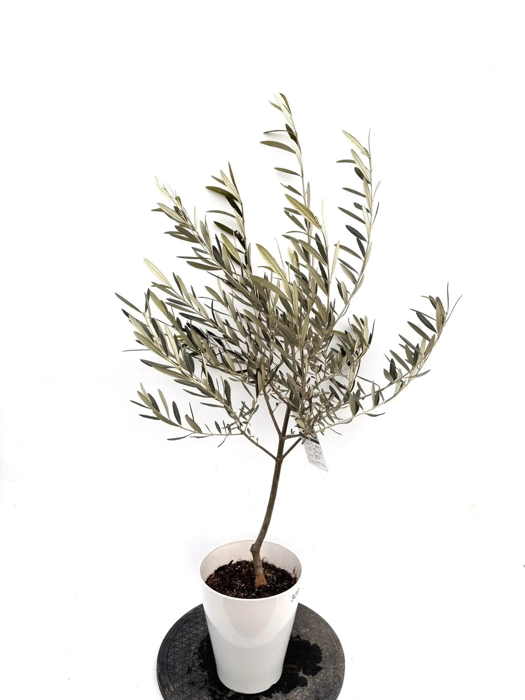 NEWブラックイタリアン（オリーブの木）｜Sサイズ｜約120cm｜K‑309