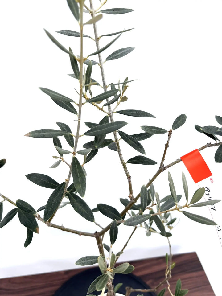 NEWアメリカン（オリーブの木）｜XSサイズ｜NO.10812｜約100cm｜希少