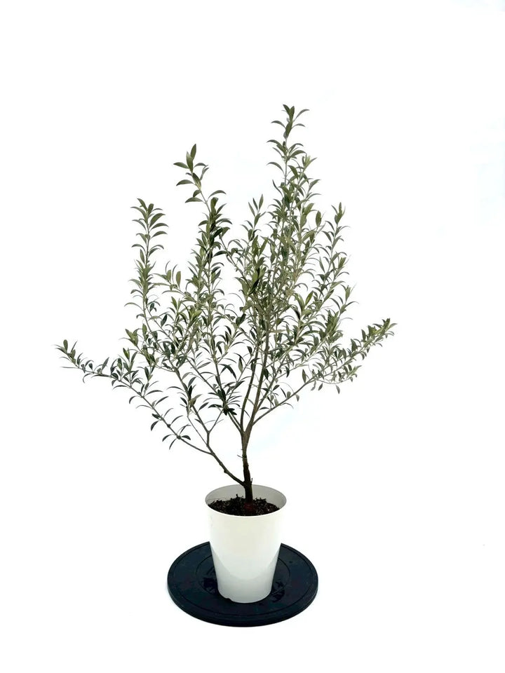 NEWセントキャサリン（オリーブの木）｜Sサイズ｜NO.10927｜約115cm