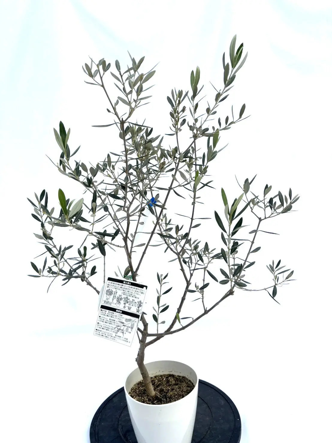 希少・室内向き・銀葉】アメリカン（オリーブの木）〈直立型〉｜80cm