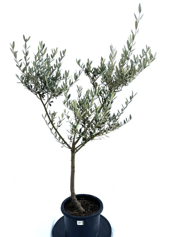 人気・大実】マンザニロ（オリーブの木）〈初心者向き〉｜約120cm｜M