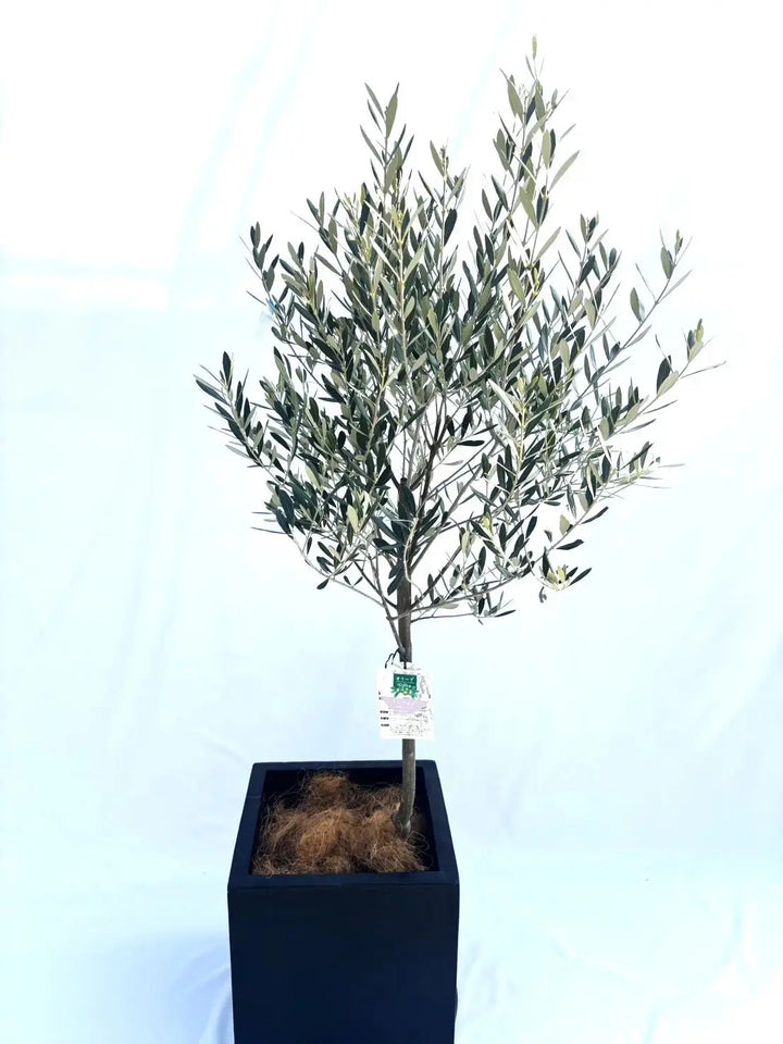 ミッション Mサイズ 約150cm NO.10345 オリーブの木 - 株式会社鶴亀園