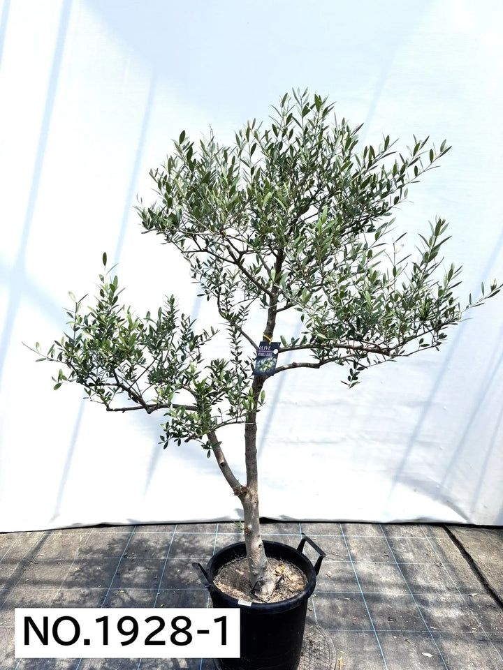 1928_1_720x.jpg?v=1753118102