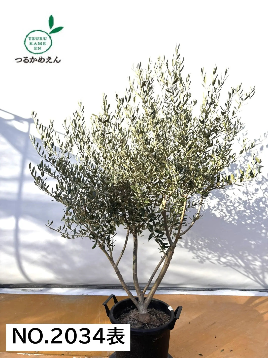 NEWコレッジョラ（オリーブの木）｜XLサイズ｜NO.2034｜約170cm｜寒冷