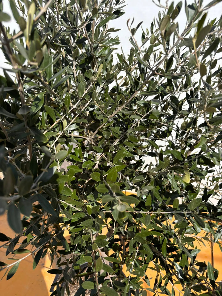 NEWルッカ（オリーブの木）｜XLサイズ｜No.2142｜約170cm｜人気・寒冷