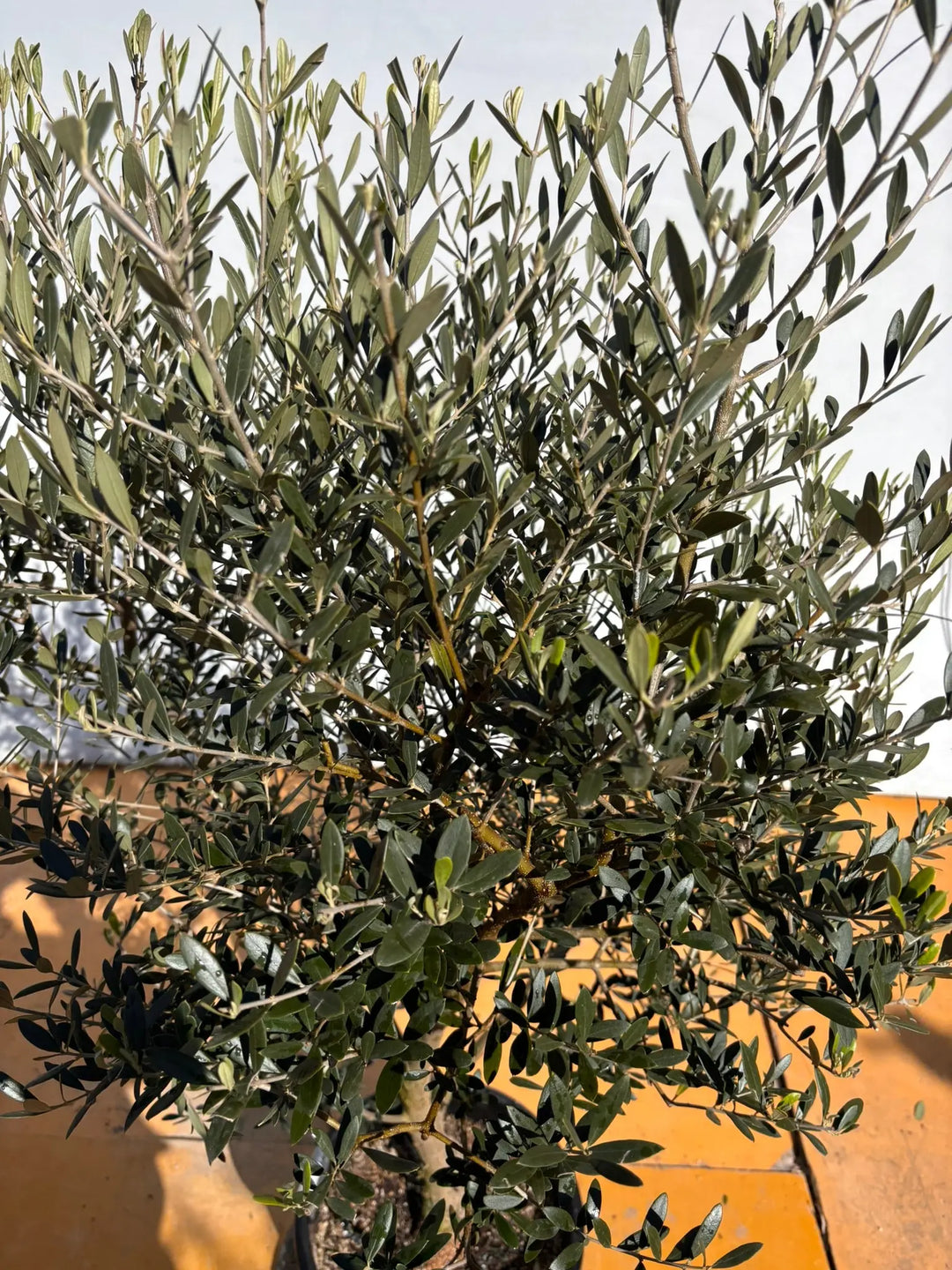 NEWネバディロブランコ（オリーブの木）｜XLサイズ｜NO.2156｜約150cm