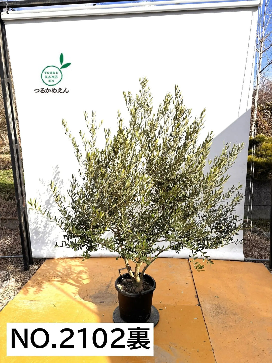 NEWネバディロブランコ（オリーブの木）｜XLサイズ｜NO.2102｜約200cm