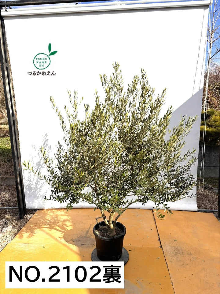 NEWネバディロブランコ（オリーブの木）｜XLサイズ｜NO.2102｜約200cm