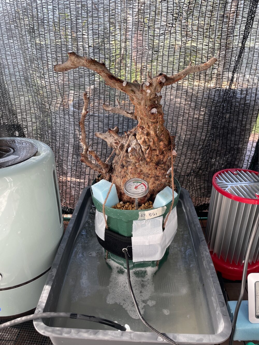 中年のパキプス発根管理事情（オペルクリカリアパキプス編） | 中年の