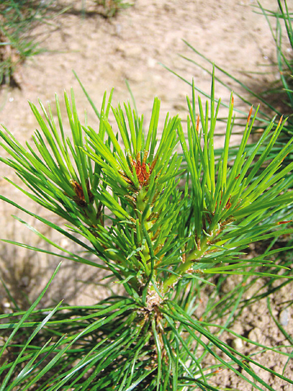 アカマツ（Pinus densiflora） - 造林・緑化治山・海岸防災林・広葉樹