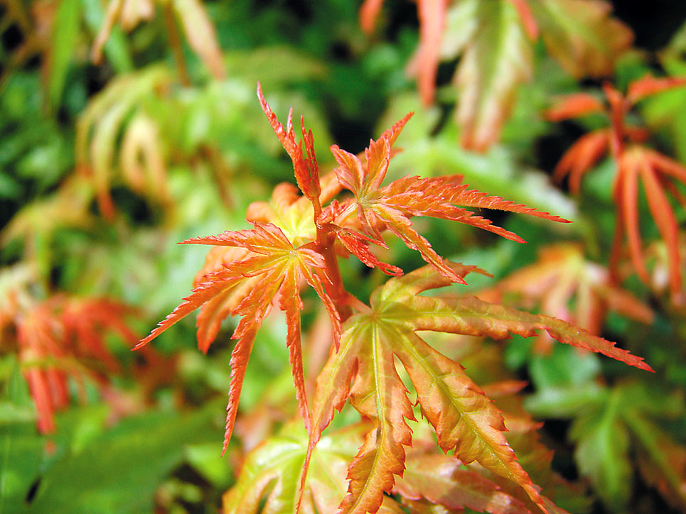イロハモミジ（Acer palmatum） - 造林・緑化治山・海岸防災林・広葉樹