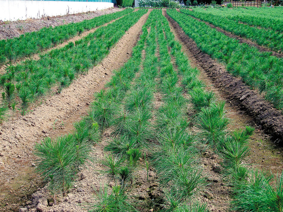 アカマツ（Pinus densiflora） - 造林・緑化治山・海岸防災林・広葉樹