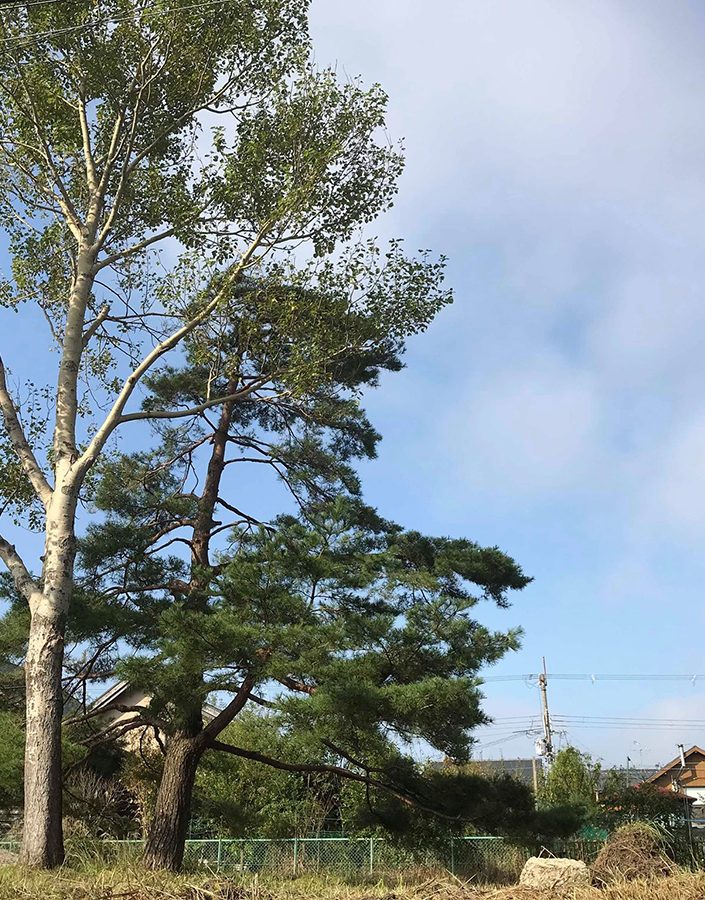 自然樹形の木々は素晴らしい/J邸（滋賀県大津市）