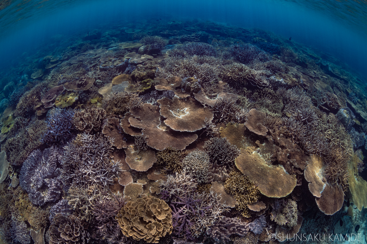 沖縄のサンゴ2022 ~一斉産卵から大規模白化まで~ - 陽だまりスタジオ