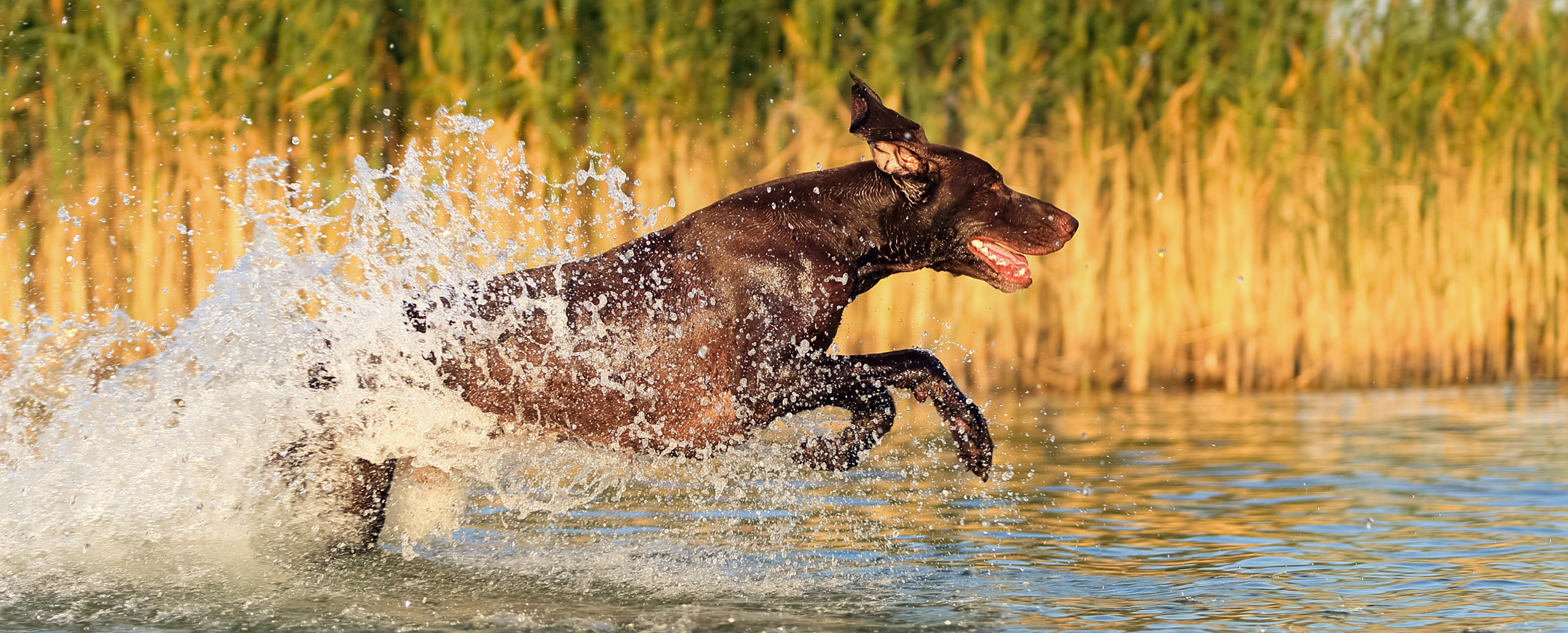 Multi-Pro | Super Premium | Victor Pet Food