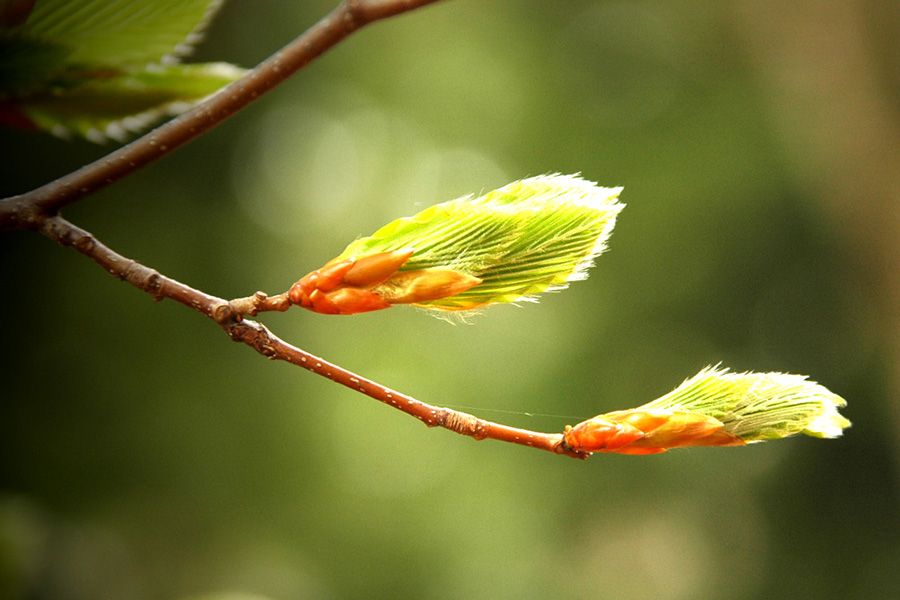 私の森.jp 〜森と暮らしと心をつなぐ〜