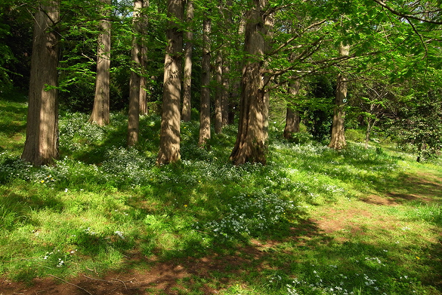 私の森.jp 〜森と暮らしと心をつなぐ〜