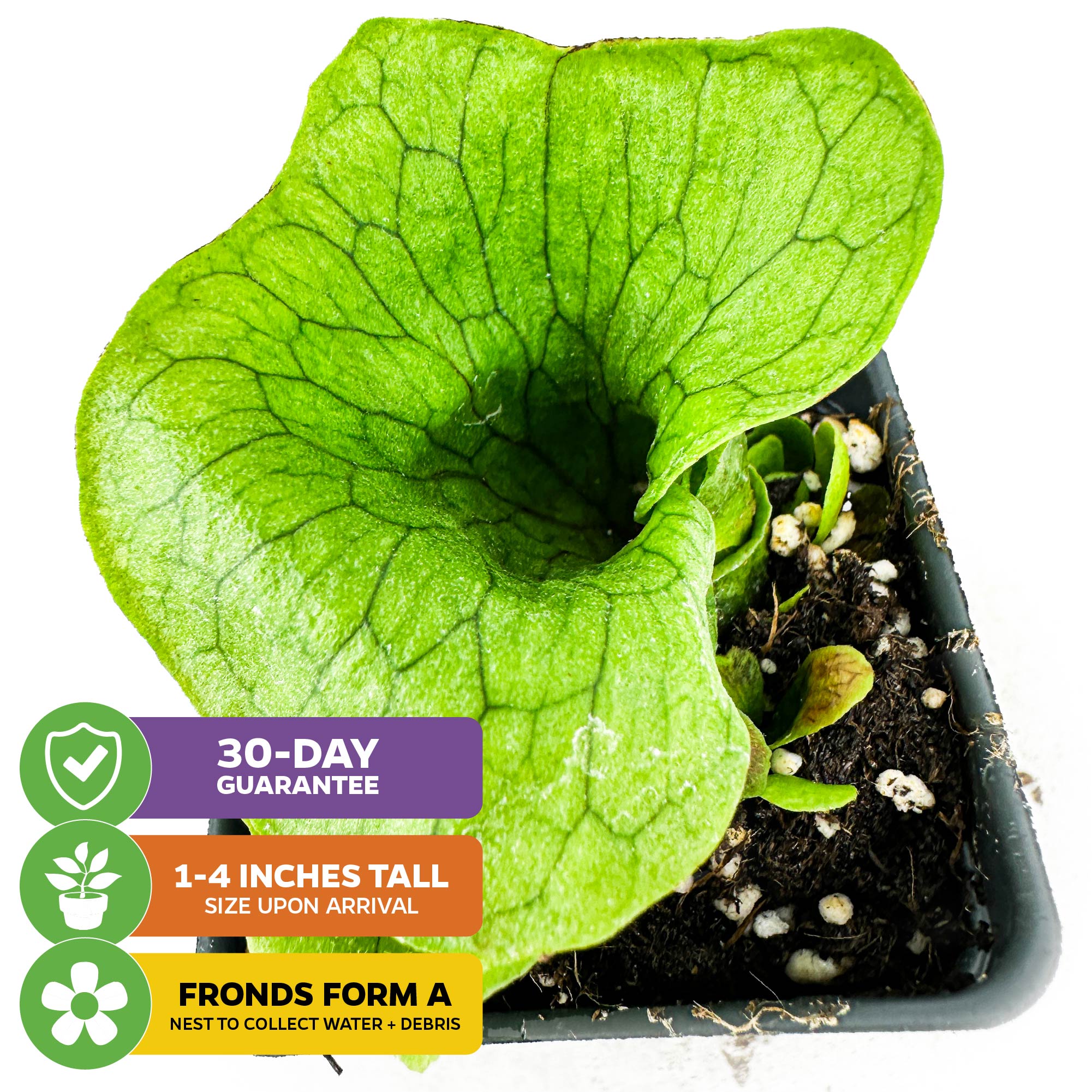 Superbum Staghorn Fern - Platycerium superbum – Wellspring Gardens