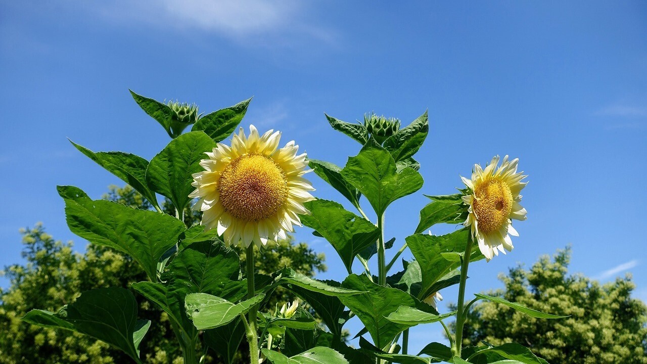 長久保公園に、ひまわりがいっぱい！ – いきいきシニアライフ