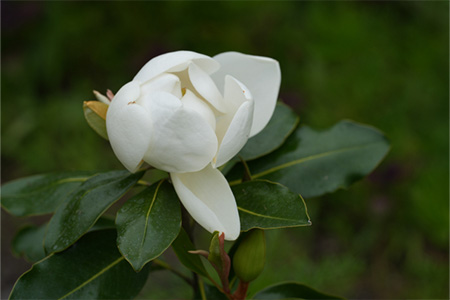 ベランダOK！リトルジェム（常緑樹）の育て方と花を長く楽しむコツ