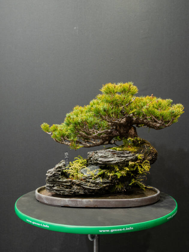 五葉松(大) – 心綺園