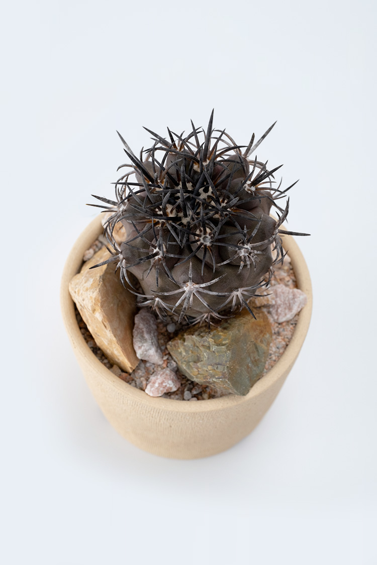 PLANTS&POT：Copiapoa dura × copiapoa pot {co060201}｜copiapoa