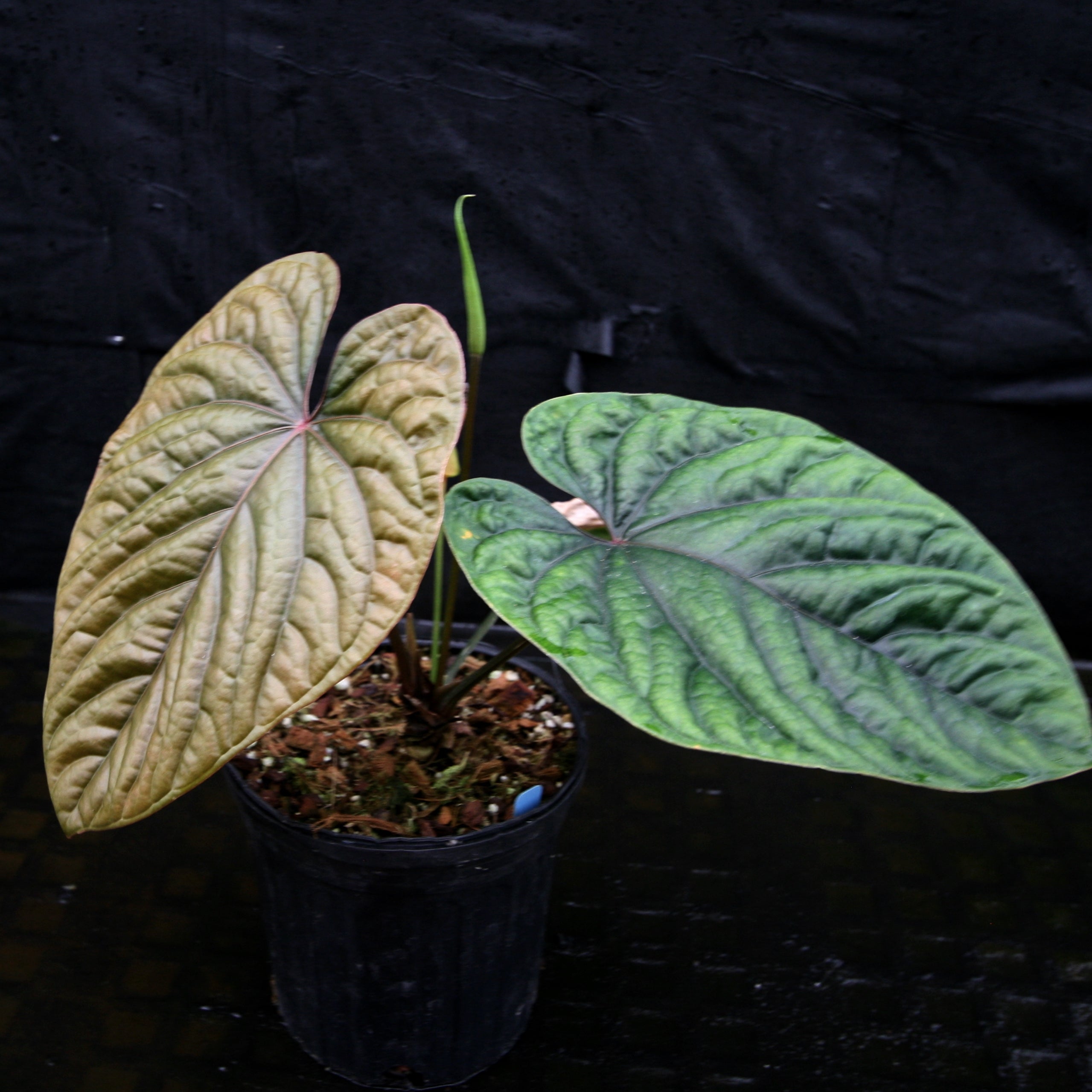Anthurium debilis – Carnivero