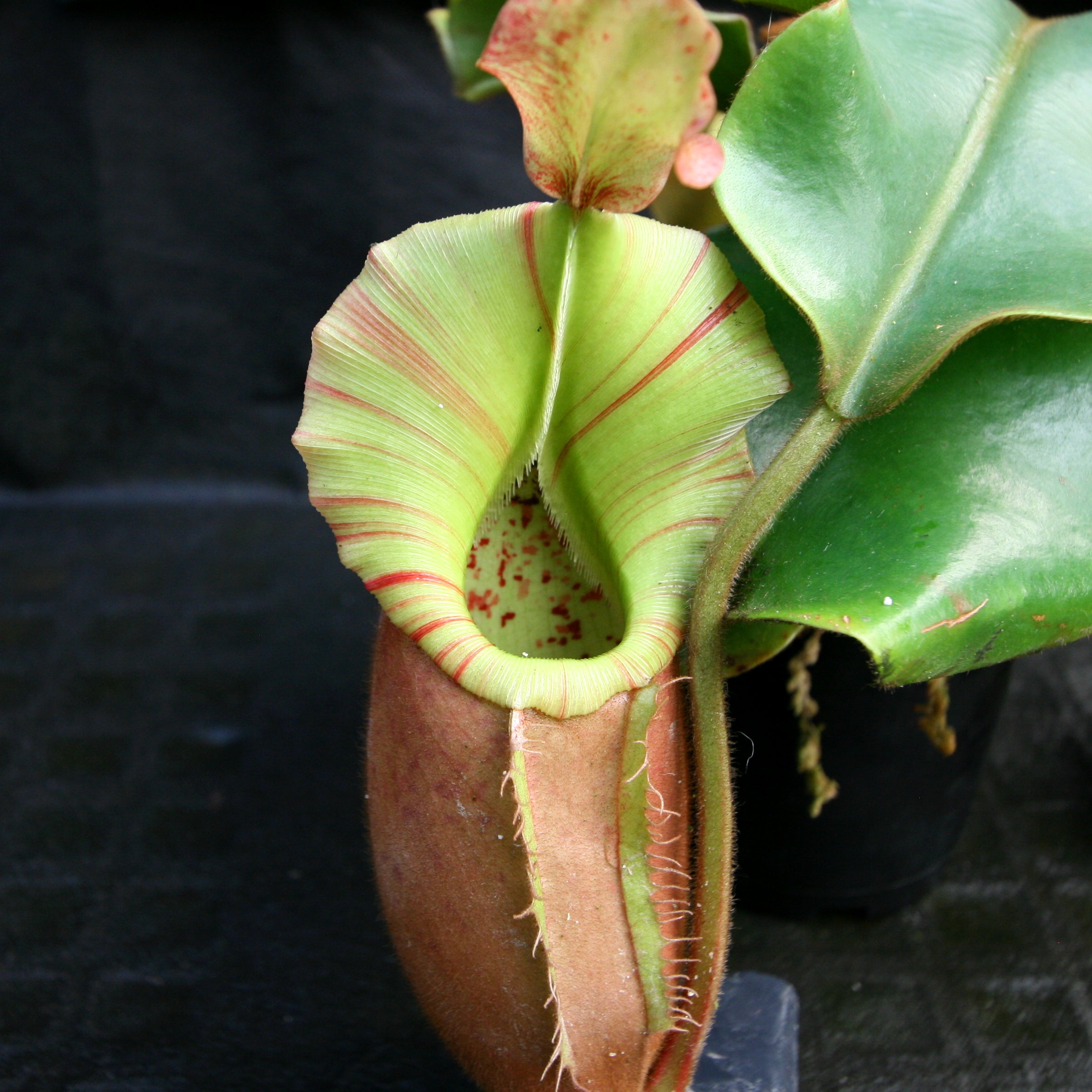 Nepenthes veitchii (