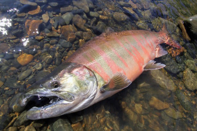 M&Nコーポレーション Twitchn Speciale BORON(トゥイッチン