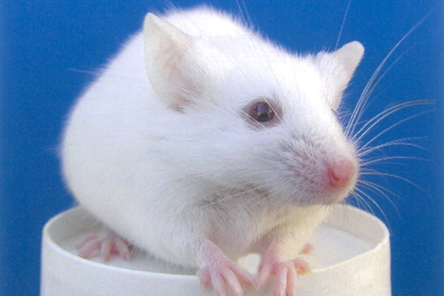 ライム・ア・ウェイ：CL-4121