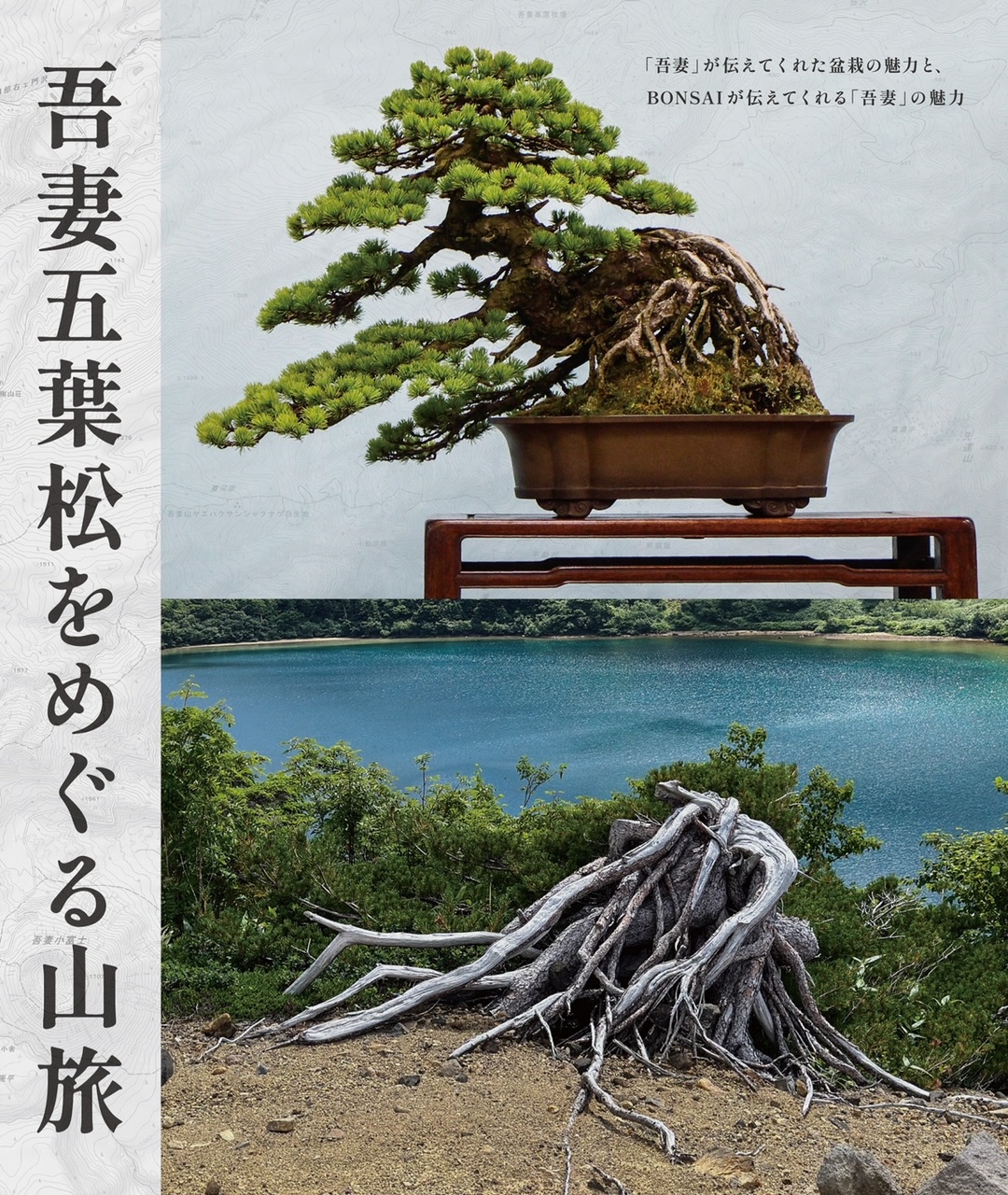 吾妻五葉松に魅了される!／福島市公式ホームページ