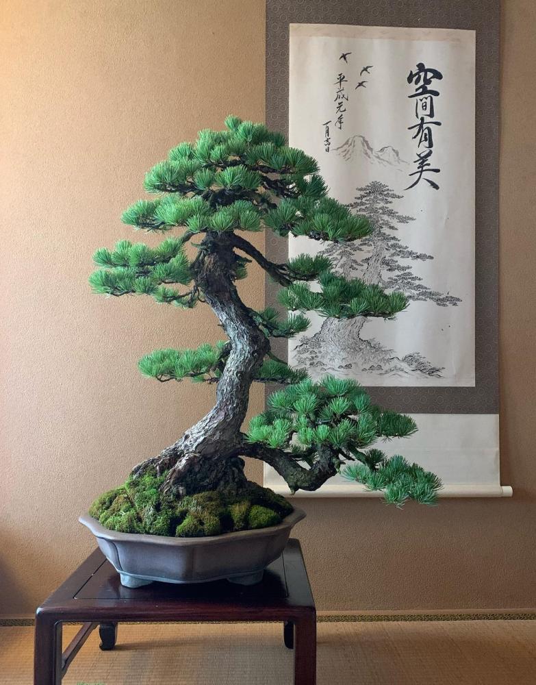 吾妻五葉松に魅了される!／福島市公式ホームページ