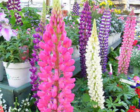 365日誕生花 ＜2月＞ - 宮崎市 [Miyazaki City]