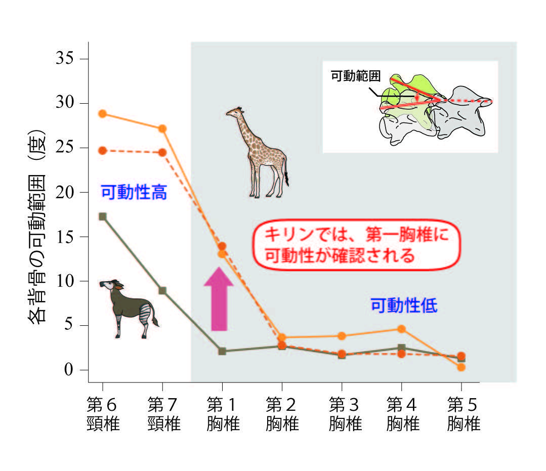 キリンの首は、もっと長い － 解剖学的解析による、8番目の「首の骨