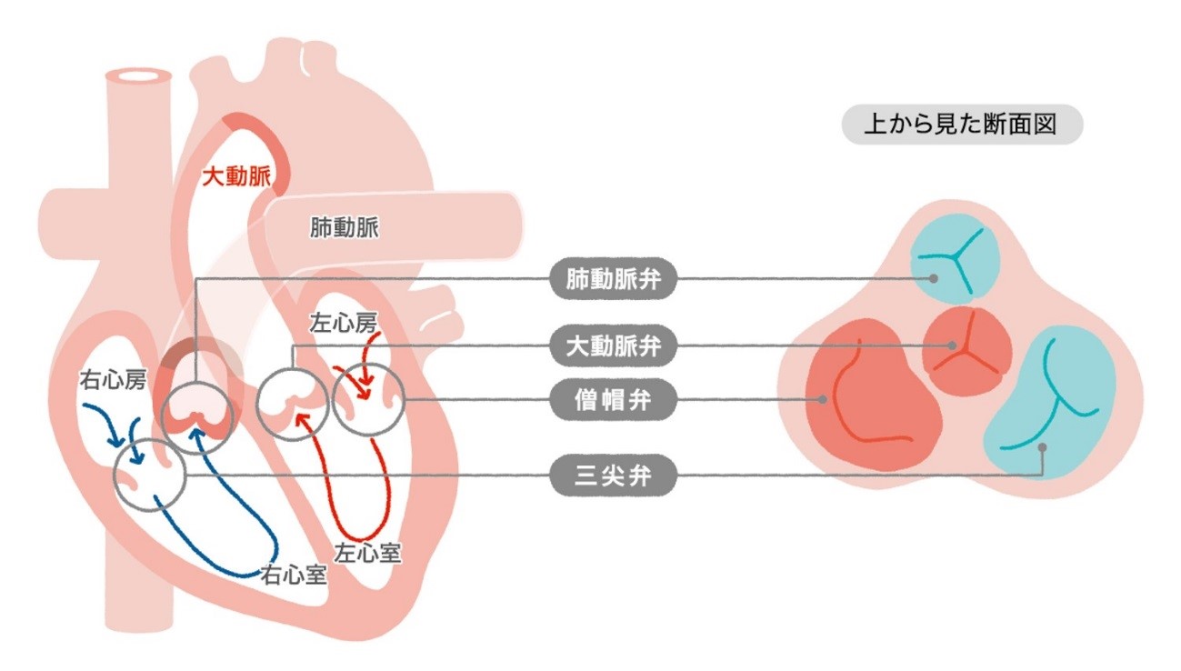 心臓弁膜症の外科的治療 | 外科系 | 一宮西病院 | 社会医療法人 杏嶺会