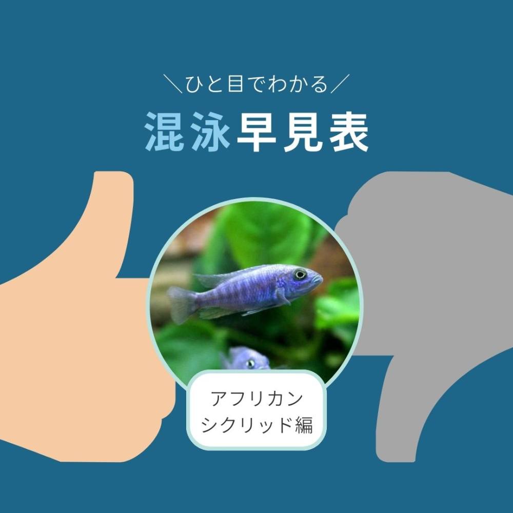 ひと目でわかる混泳早見表 アフリカンシクリッド編 | AQUALASSIC