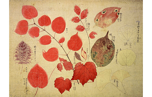 開館75周年特別展 円山応挙 -「写生」を超えて- | 根津美術館 | 美術館