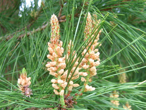 アカマツ (Pinus densiflora)