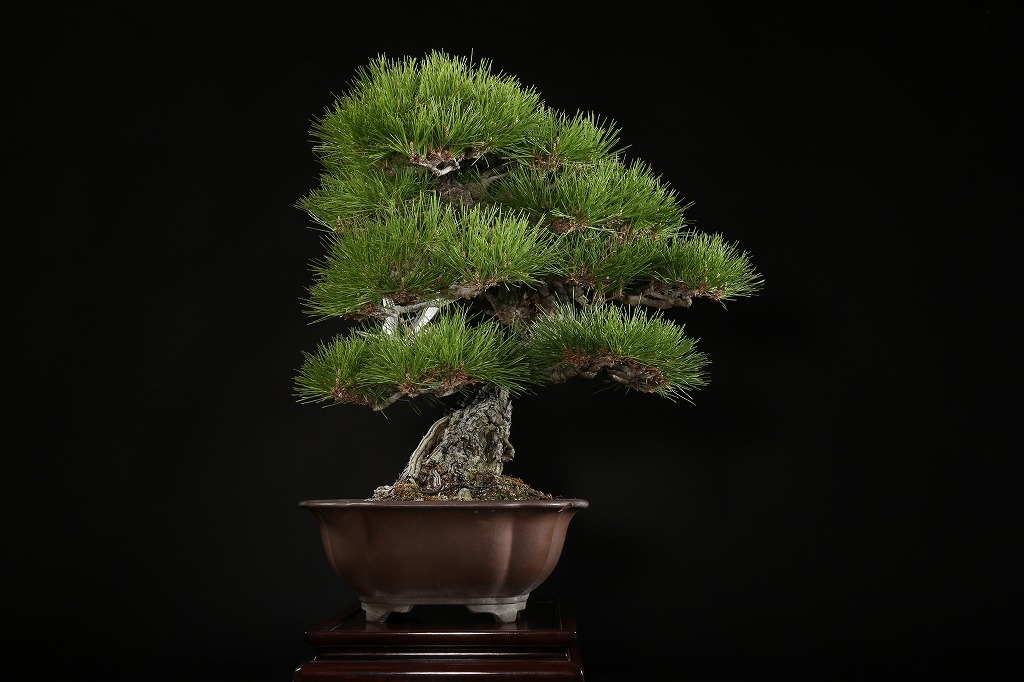 ジャノ芽松盆栽です。超珍品。黒松、赤松、真ぱく、樹齢約50年