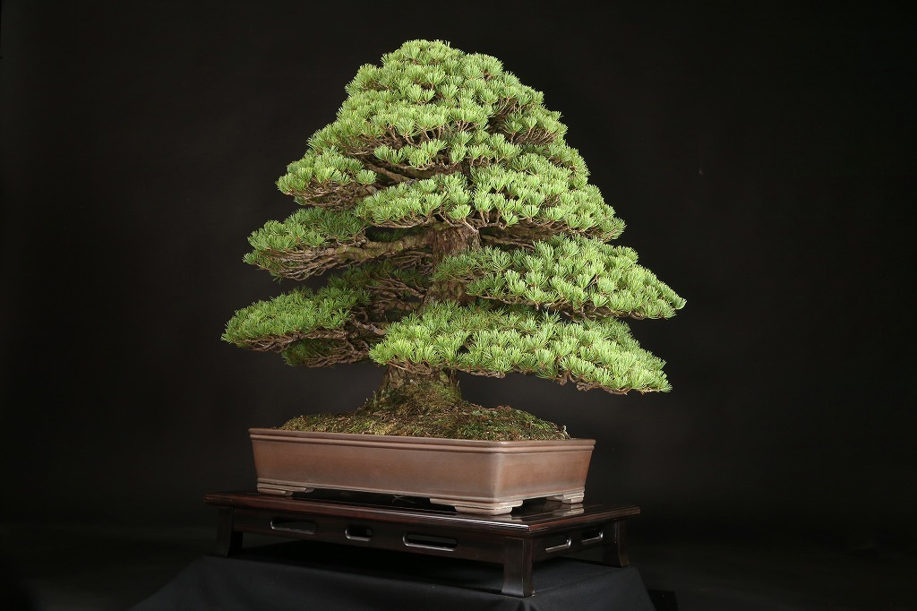 五葉松（八紘）約80年 | 雨竹亭オンラインショップ