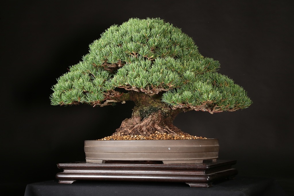 五葉松（九重）約65年 | 雨竹亭オンラインショップ