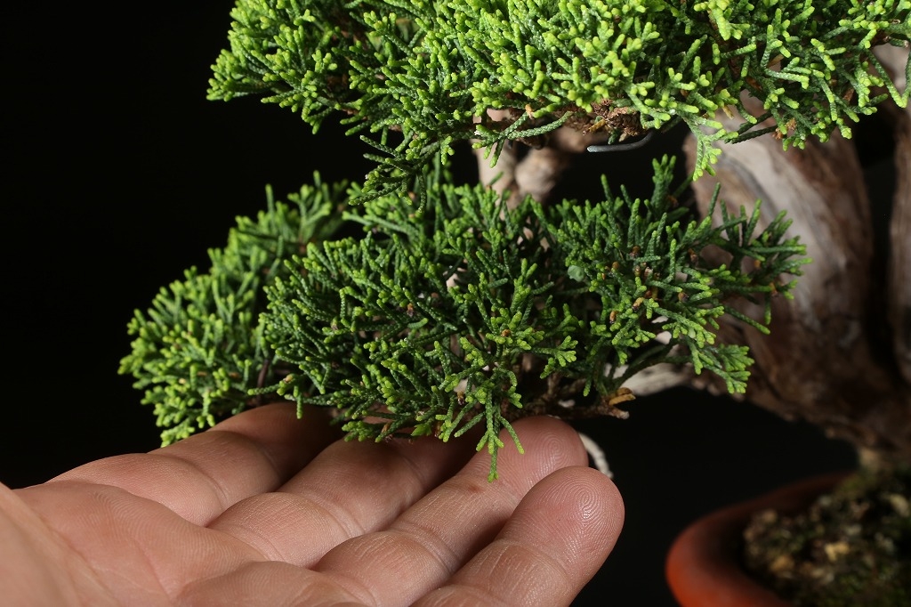 糸魚川真柏 約50年 | 雨竹亭オンラインショップ