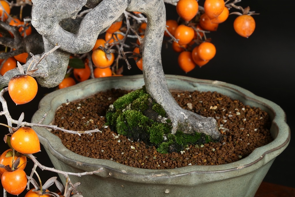 老爺柿 約50年 | 雨竹亭オンラインショップ