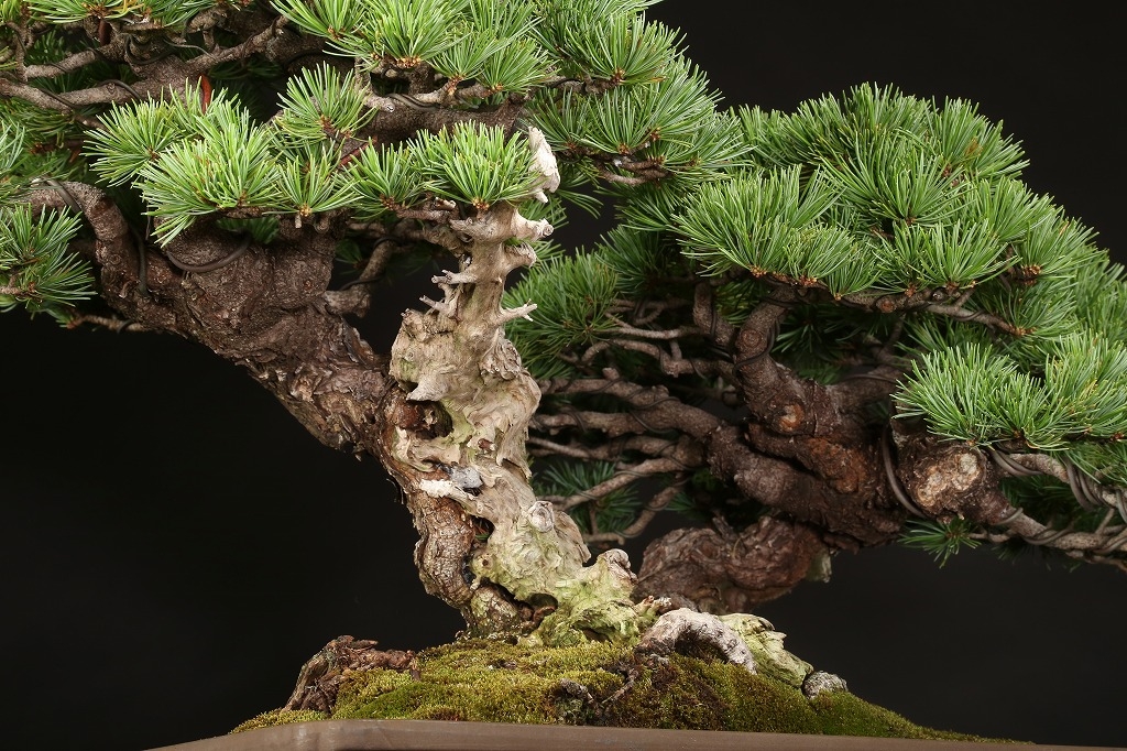 五葉松（那須娘）約60年 | 雨竹亭オンラインショップ